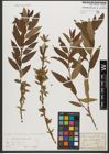 Foto von Salix triandra subsp. triandra L.